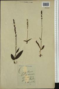 Herminium monorchis (L.) R.Br., Eastern Europe, Lithuania (E2a) (Lithuania)