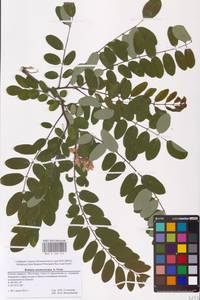 Robinia neomexicana A.Gray, Eastern Europe, Lower Volga region (E9) (Russia)