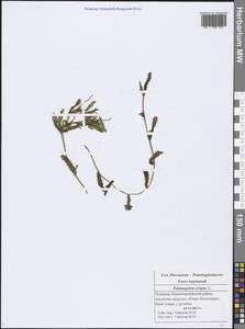 Potamogeton crispus L., Eastern Europe, Middle Volga region (E8) (Russia)