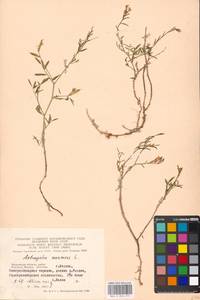 Astragalus arenarius L., Eastern Europe, Moscow region (E4a) (Russia)