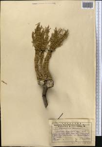 Anabasis jaxartica (Bunge) Benth. ex Iljin, Middle Asia, Western Tian Shan & Karatau (M3) (Kazakhstan)