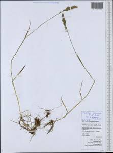 Koeleria spicata (L.) Barberá, Quintanar, Soreng & P.M.Peterson, Siberia, Chukotka & Kamchatka (S7) (Russia)