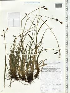 Carex podocarpa R.Br., Siberia, Russian Far East (S6) (Russia)