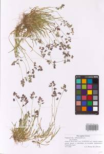 Poa supina Schrad., Eastern Europe, North-Western region (E2) (Russia)