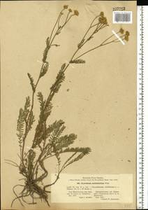 Tanacetum millefolium (L.) Tzvelev, Eastern Europe, South Ukrainian region (E12) (Ukraine)