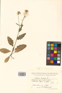 Rhamphospermum arvense (L.) Andrz. ex Besser, Siberia, Russian Far East (S6) (Russia)