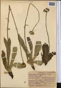 Trommsdorffia maculata (L.) Bernh., Middle Asia, Northern & Central Kazakhstan (M10) (Kazakhstan)