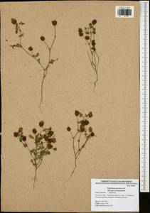 Trifolium aureum Pollich, Eastern Europe, Central region (E4) (Russia)
