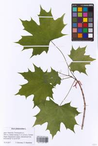 Acer platanoides L., Eastern Europe, Northern region (E1) (Russia)