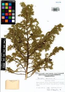 Juniperus communis L., Siberia, Baikal & Transbaikal region (S4) (Russia)