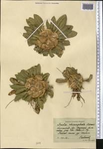 Pentanema rhizocephalum (Schrenk) Sennikov, Middle Asia, Northern & Central Tian Shan (M4) (Kyrgyzstan)