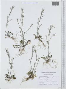 Cardamine hirsuta L., Caucasus, Black Sea Shore (from Novorossiysk to Adler) (K3) (Russia)