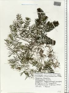 Ceratophyllum platyacanthum subsp. platyacanthum, Eastern Europe, Middle Volga region (E8) (Russia)