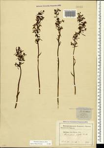Platanthera bifolia (L.) Rich., Crimea (KRYM) (Russia)
