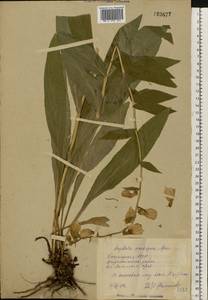 Digitalis grandiflora Mill., Eastern Europe, Eastern region (E10) (Russia)