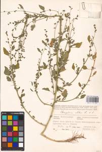 Chenopodium album L., Eastern Europe, Lower Volga region (E9) (Russia)