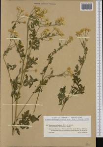 Tanacetum parthenium (L.) Sch. Bip., Western Europe (EUR) (Italy)