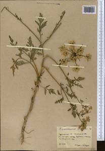 Eremodaucus lehmannii Bunge, Middle Asia, Karakum (M6) (Turkmenistan)