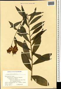 Lilium monadelphum M.Bieb., Caucasus, Black Sea Shore (from Novorossiysk to Adler) (K3) (Russia)