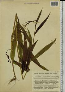 Lactuca indica L., Siberia, Russian Far East (S6) (Russia)