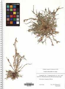 Sporobolus schoenoides (L.) P.M.Peterson, Eastern Europe, Middle Volga region (E8) (Russia)