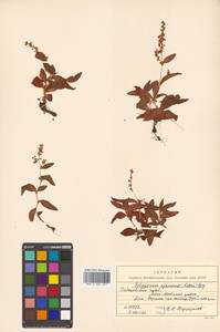 Koenigia ajanensis (Regel & Tiling) J.H.Xue, Chepinoga & K.P.Ma, Siberia, Russian Far East (S6) (Russia)