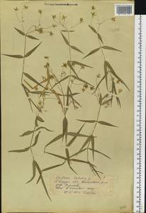 Rabelera holostea (L.) M. T. Sharples & E. A. Tripp, Eastern Europe, Eastern region (E10) (Russia)