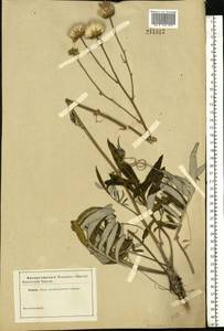 Jurinea, Eastern Europe (no precise locality) (E0) (Not classified)