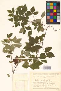 Rubus arcticus L., Eastern Europe, Northern region (E1) (Russia)