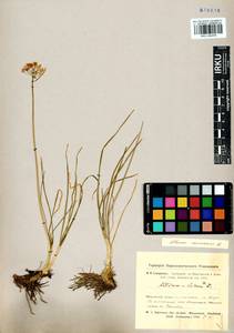 Allium ramosum L., Siberia, Altai & Sayany Mountains (S2) (Russia)