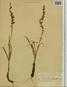 Veratrum anticleoides (Trautv. & C.A.Mey.) Takeda & Miyake, Siberia, Russian Far East (S6) (Russia)