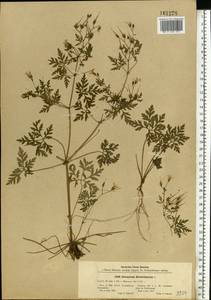 Geranium robertianum L., Eastern Europe, North Ukrainian region (E11) (Ukraine)