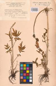 Valeriana dubia Bunge, Eastern Europe, Eastern region (E10) (Russia)