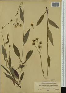 Hieracium levicaule subsp. erubescens (Jord. ex Boreau) Greuter, Western Europe (EUR) (Czech Republic)