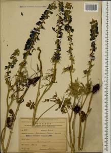 Delphinium freynii Conrath, Caucasus, Armenia (K5) (Armenia)