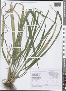 Festuca altissima All., Eastern Europe, Central region (E4) (Russia)