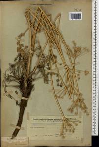 Malabaila sulcata Boiss., Caucasus, Azerbaijan (K6) (Azerbaijan)