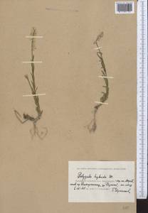 Polygala comosa subsp. comosa, Middle Asia, Caspian Ustyurt & Northern Aralia (M8) (Kazakhstan)