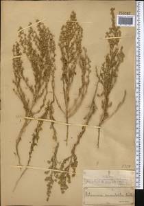 Artemisia succulenta Ledeb., Middle Asia, Muyunkumy, Balkhash & Betpak-Dala (M9) (Kazakhstan)