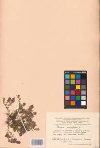 MHA 0 157 568, Thymus serpyllum L., Eastern Europe, Lithuania (E2a) (Lithuania)