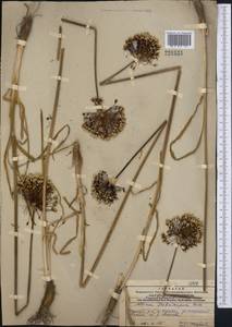 Allium scabriscapum Boiss., Middle Asia, Western Tian Shan & Karatau (M3) (Kazakhstan)
