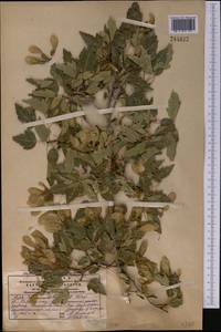 Acer tataricum subsp. semenovii (Regel & Herder) A. E. Murray, Middle Asia, Western Tian Shan & Karatau (M3) (Kazakhstan)