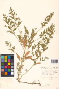 Axyris amaranthoides L., Eastern Europe, Moscow region (E4a) (Russia)