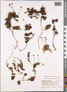 Diapensia obovata (F. Schmidt) Nakai, Siberia, Baikal & Transbaikal region (S4) (Russia)