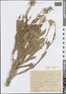 Tragopogon marginifolius Pawł., Middle Asia, Western Tian Shan & Karatau (M3) (Kazakhstan)