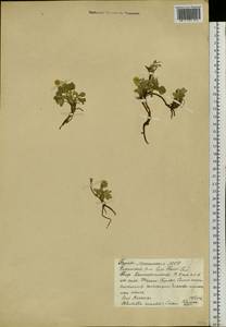 Potentilla acaulis L., Siberia, Baikal & Transbaikal region (S4) (Russia)