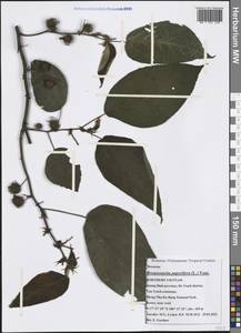 Broussonetia papyrifera (L.) L'Hér. ex Vent., South Asia, South Asia (Asia outside ex-Soviet states and Mongolia) (ASIA) (Vietnam)