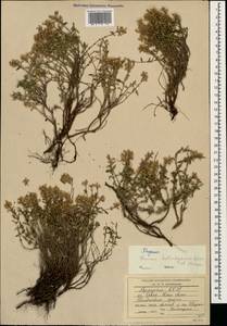 Thymus kotschyanus Boiss. & Hohen., Caucasus, Armenia (K5) (Armenia)