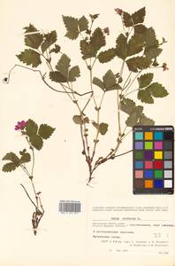 Rubus arcticus L., Siberia, Chukotka & Kamchatka (S7) (Russia)