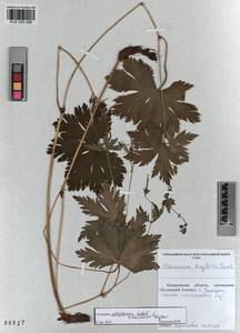 KUZ 000 289, Geranium albiflorum Ledeb., Siberia, Altai & Sayany Mountains (S2) (Russia)